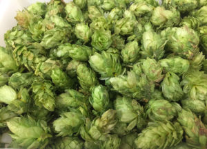 nuwave-research-hops-drying