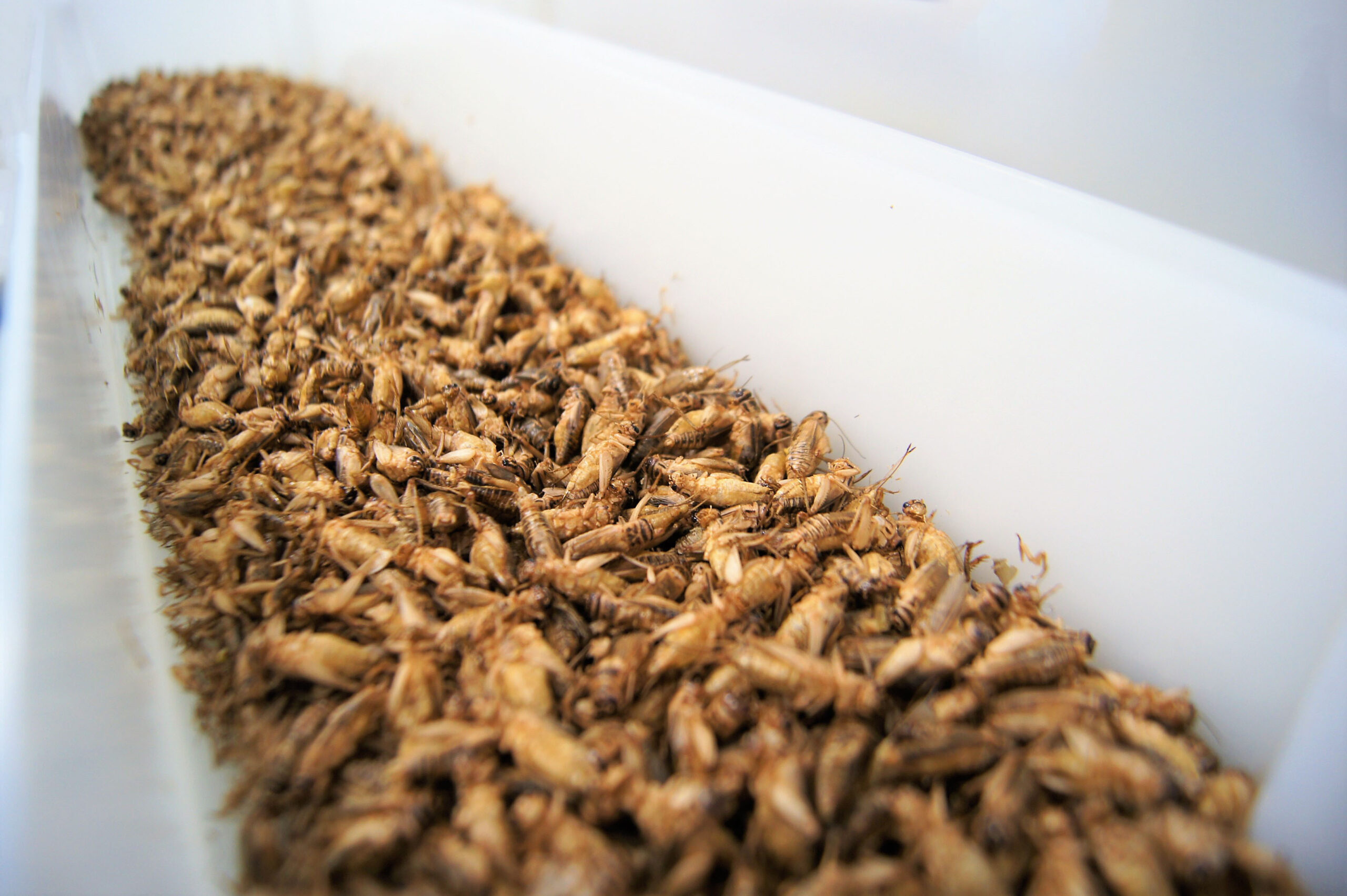 Dried Crickets Microwave dried black soldier fly larvae, one of NuWave Research's evolving microwave processing abilities.